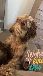 Lost Male Dog last seen snellbridge rd, Dublin, GA 31027