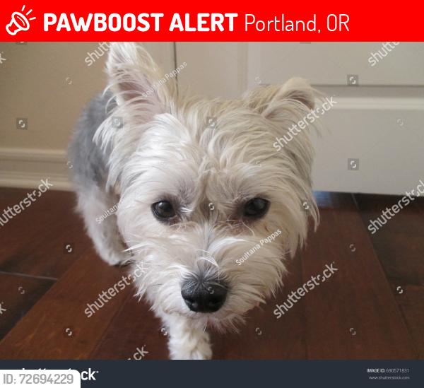 Lost Male Dog last seen NE 68th & NE TILLAMOOK , Portland, OR 97213