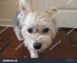 Lost Male Dog last seen NE 68th & NE TILLAMOOK , Portland, OR 97213