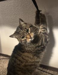 Lost Female Cat last seen Near c st. , Sparks, NV 89431