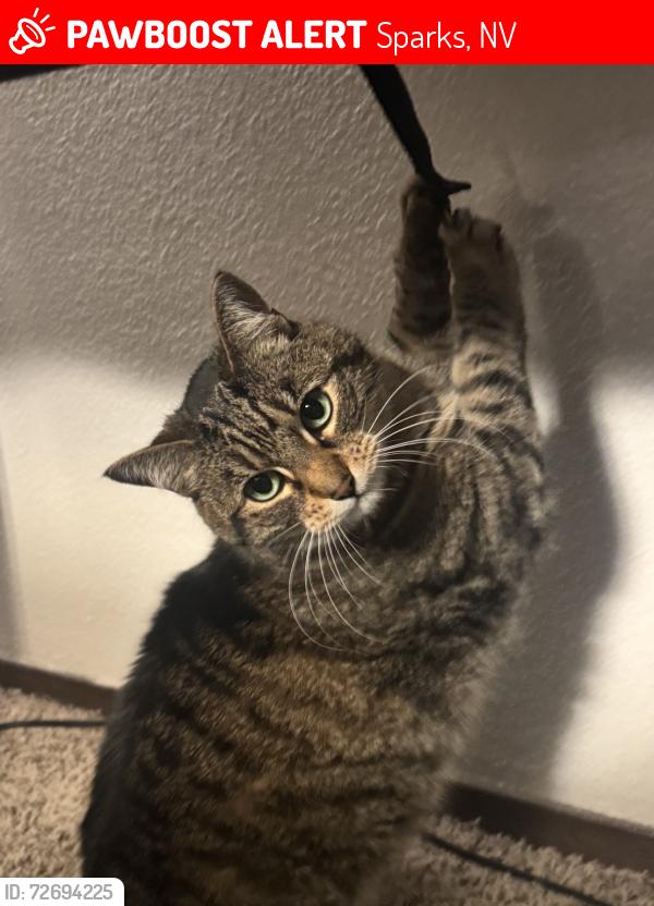 Lost Female Cat last seen Near c st. , Sparks, NV 89431