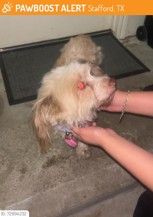 Found/Stray Female Dog last seen Near S Main St Stafford, TX  77477 United States, Stafford, TX 77477