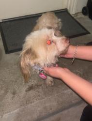 Found/Stray Female Dog last seen Near S Main St Stafford, TX  77477 United States, Stafford, TX 77477
