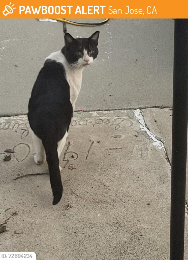 Found/Stray Unknown Cat last seen Shortridge Avenue & 30th Street, San Jose, CA 95116