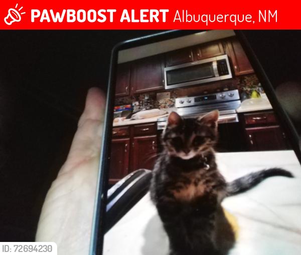 Lost Male Cat last seen Jefferson and alameda ne, Albuquerque, NM 87113