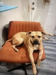 Lost Male Dog last seen dixie and hill, Louisville, KY 40210