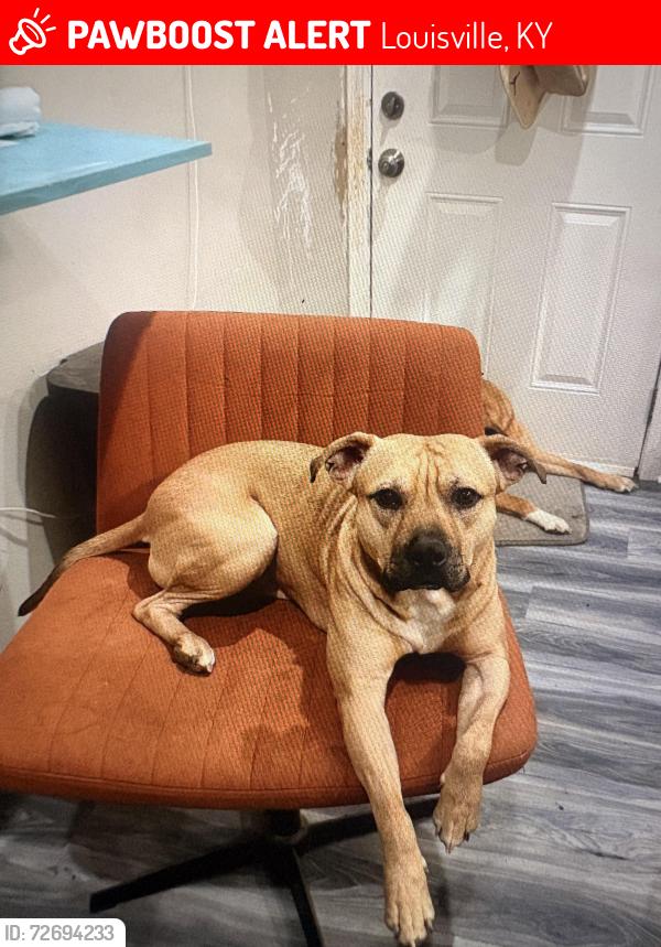 Lost Male Dog last seen dixie and hill, Louisville, KY 40210