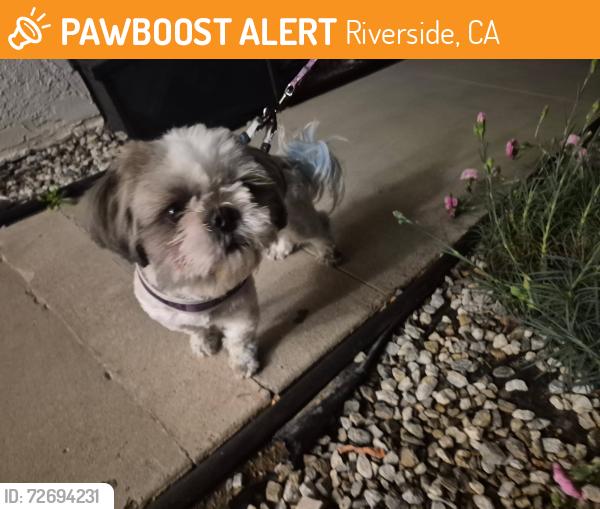 Found/Stray Male Dog last seen university avenue riverside CA, in the taco bell, Riverside, CA 92507