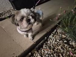 Found/Stray Male Dog last seen university avenue riverside CA, in the taco bell, Riverside, CA 92507