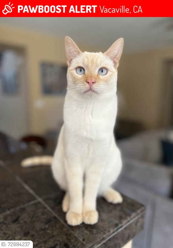 Lost Female Cat last seen Street of gentry circle, Vacaville, CA 95687