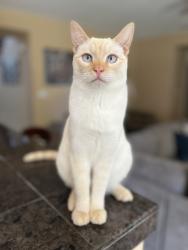 Lost Female Cat last seen Street of gentry circle, Vacaville, CA 95687