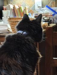 Lost Male Cat last seen Heron bay 15670 Atlantus Avenue, San Leandro, CA 94579
