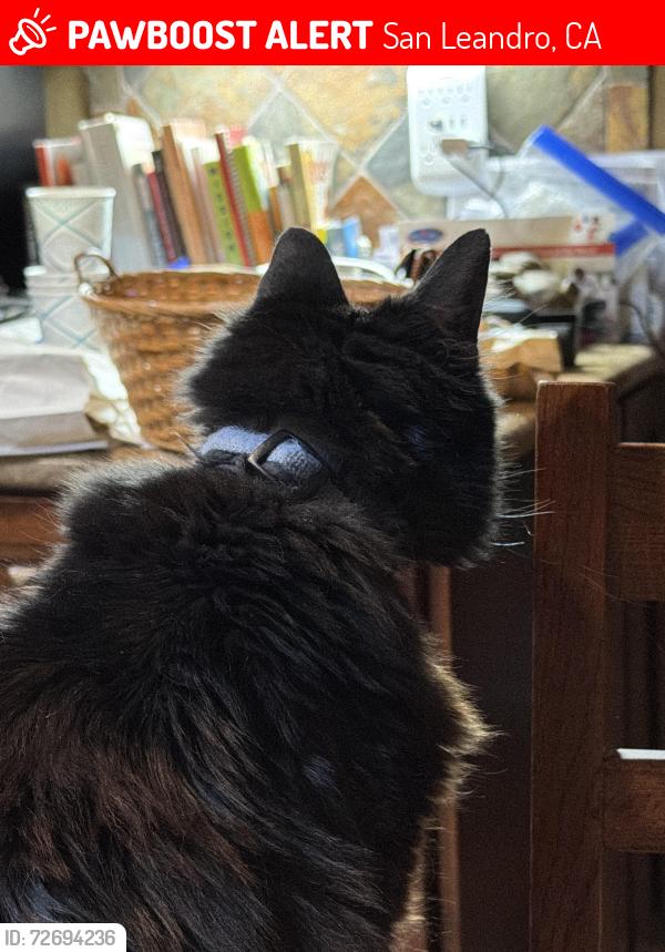 Lost Male Cat last seen Heron bay 15670 Atlantus Avenue, San Leandro, CA 94579