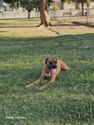 Lost Male Dog last seen Harmon and Mountain Vista, Las Vegas, NV 89121