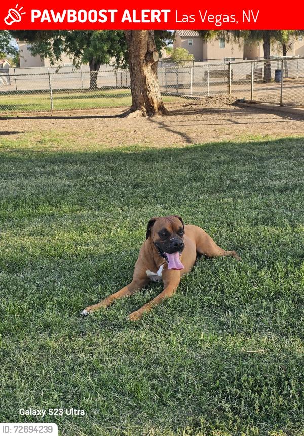Lost Male Dog last seen Harmon and Mountain Vista, Las Vegas, NV 89121