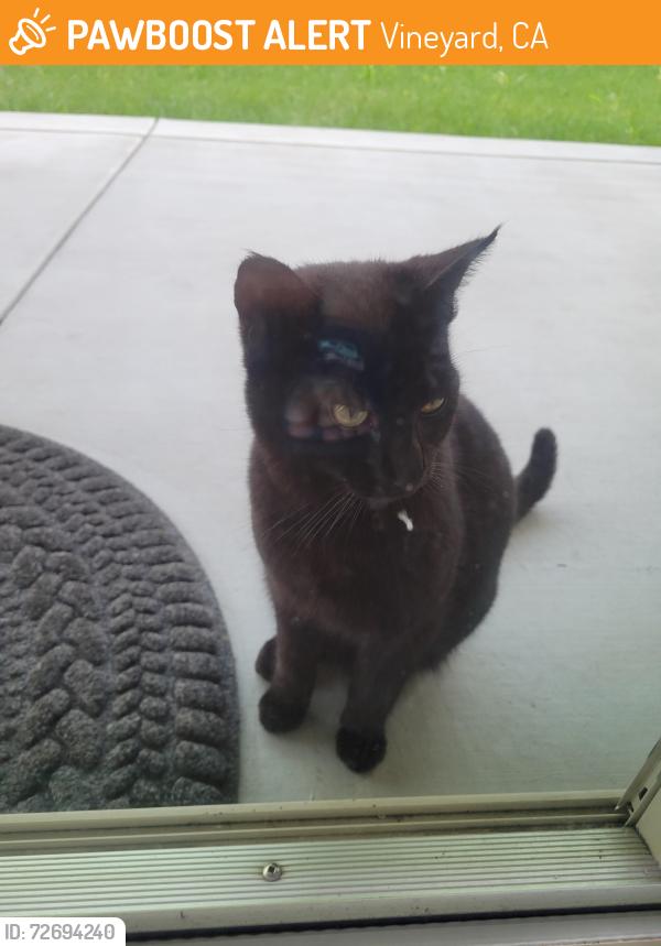 Found/Stray Unknown Cat last seen Poinsettia and Gerber rd , Vineyard, CA 95829