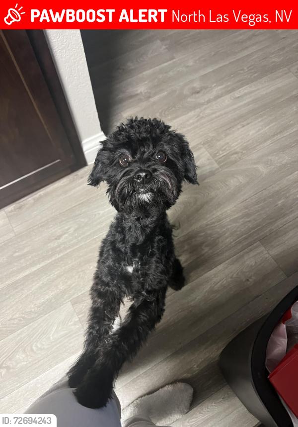 Lost Male Dog last seen Near pelican brief lane, North Las Vegas, NV 89084