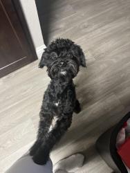 Lost Male Dog last seen Near pelican brief lane, North Las Vegas, NV 89084