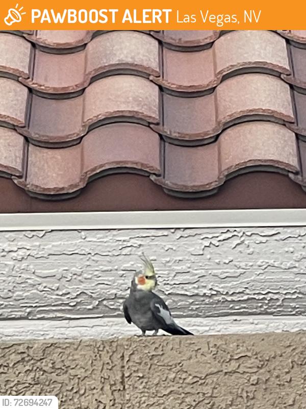 Found/Stray Unknown Bird last seen Beaverbrook Way/ / Pelican , Las Vegas, NV 89123
