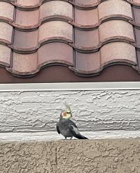 Found/Stray Unknown Bird last seen Beaverbrook Way/ / Pelican , Las Vegas, NV 89123