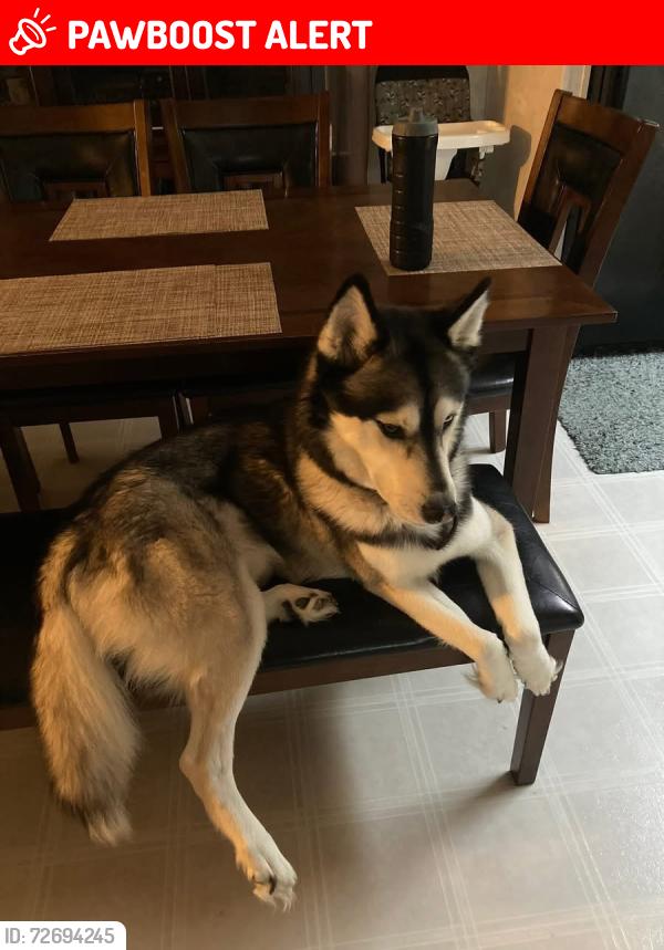 Lost Male Dog last seen Michael Alan ct Graham nc, Alamance County, NC 27253