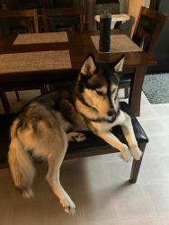 Lost Male Dog last seen Michael Alan ct Graham nc, Alamance County, NC 27253