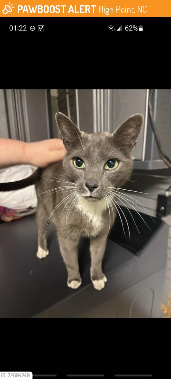Found/Stray Male Cat last seen Avondale/MLK, High Point, NC 27260
