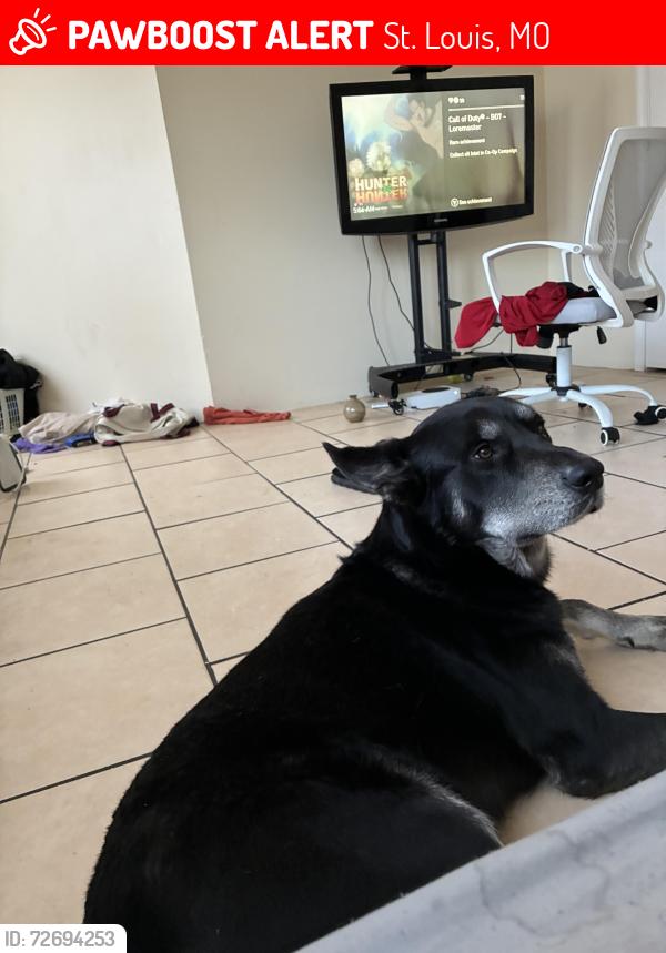 Lost Male Dog last seen Biddle by affina, St. Louis, MO 63103