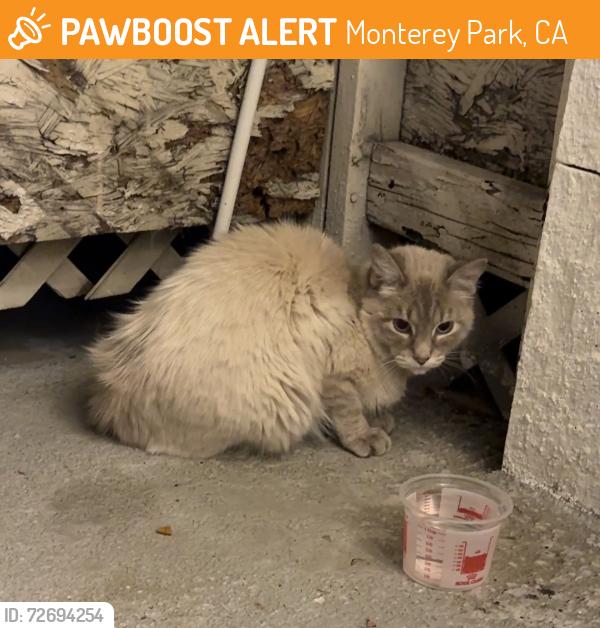 Found/Stray Unknown Cat last seen E Graves Ave, Monterey Park, CA 91755