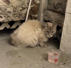 Found/Stray Unknown Cat last seen E Graves Ave, Monterey Park, CA 91755