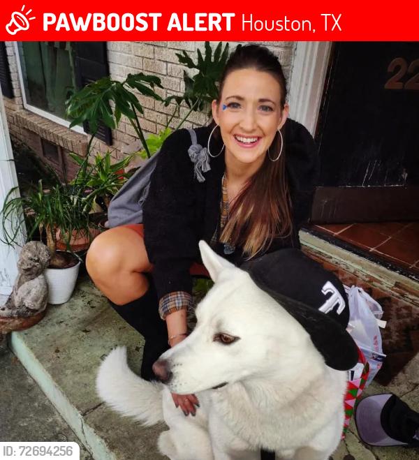 Lost Female Dog last seen Chevron or train platform on Elgin and scott, Houston, TX 77004
