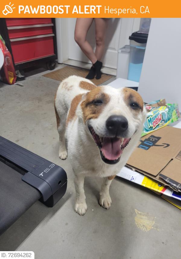 Found/Stray Female Dog last seen Farmington/ fuente, Hesperia, CA 92344