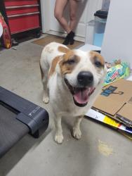 Found/Stray Female Dog last seen Farmington/ fuente, Hesperia, CA 92344