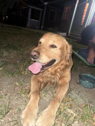 Found/Stray Unknown Dog last seen S downing and Colorado , Denver, CO 80210