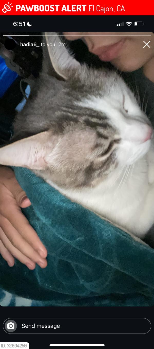 Lost Male Cat last seen Near old chase ave, El Cajon, CA 92020