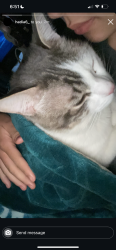 Lost Male Cat last seen Near old chase ave, El Cajon, CA 92020