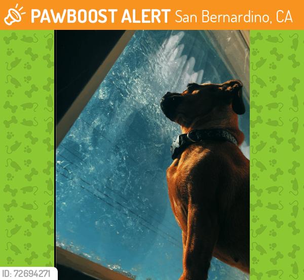 Found/Stray Female Dog last seen Pepper Ave Rancho Ave, San Bernardino, CA 92410