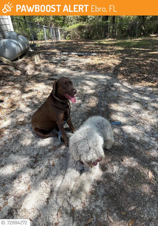 Found/Stray Unknown Dog last seen Middle of 79 between Pinelog and Latitudes, Ebro, FL 32437