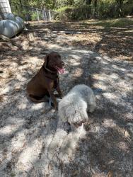 Found/Stray Unknown Dog last seen Middle of 79 between Pinelog and Latitudes, Ebro, FL 32437