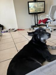 Lost Male Dog last seen Near affirms on biddle , St. Louis, MO 63103