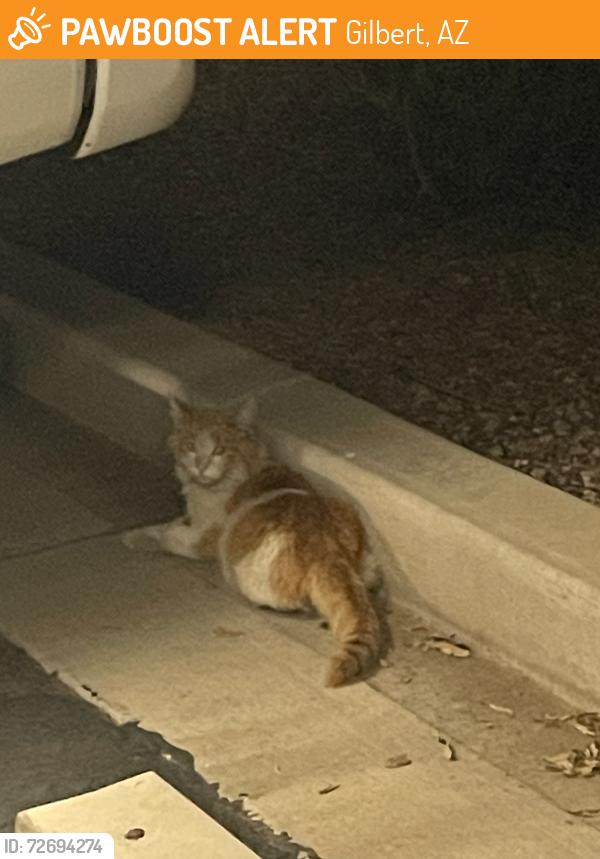 Found/Stray Unknown Cat last seen Pecos/Val Vista Dr , Gilbert, AZ 85295