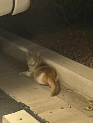 Found/Stray Unknown Cat last seen Pecos/Val Vista Dr , Gilbert, AZ 85295
