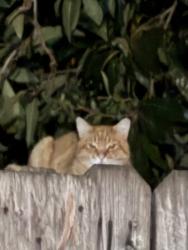 Found/Stray Male Cat last seen cahalan , San Jose, CA 95123