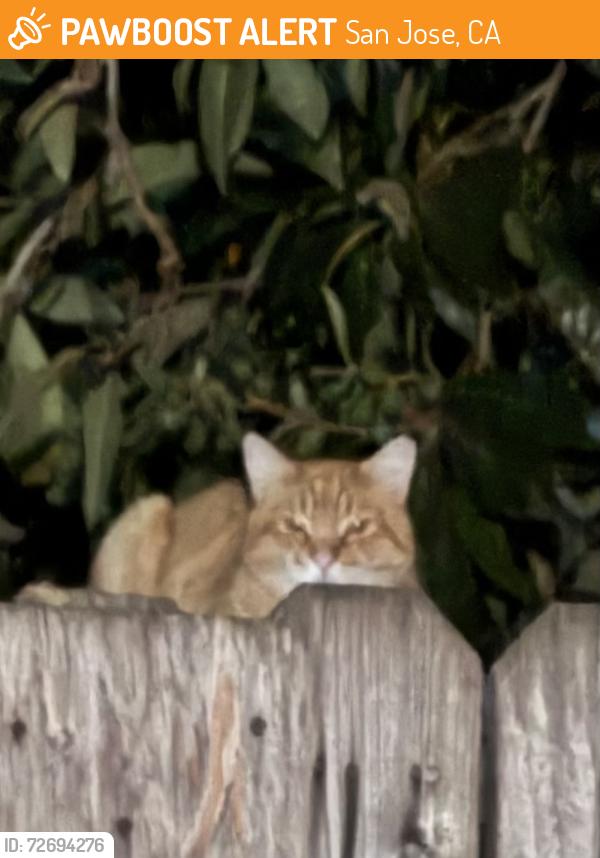 Found/Stray Male Cat last seen cahalan , San Jose, CA 95123
