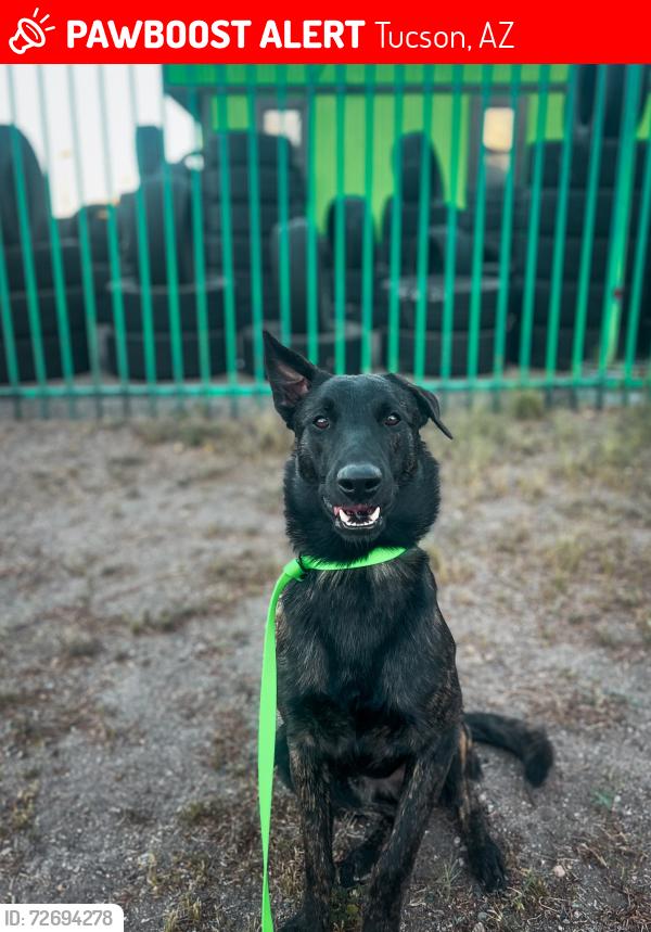 Lost Male Dog last seen grant, Tucson, AZ 85705