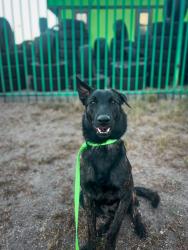 Lost Male Dog last seen grant, Tucson, AZ 85705