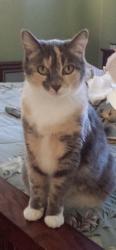 Lost Female Cat last seen Ibbetson & Allington, Lakewood, Lakewood, CA 90713