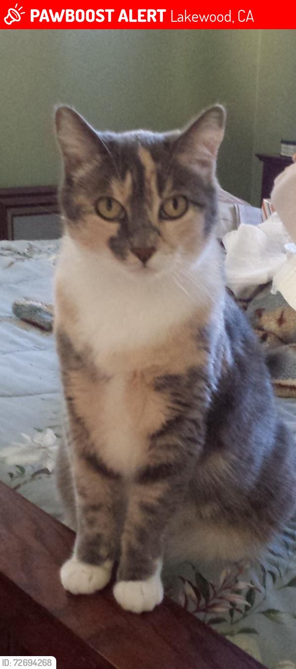 Lost Female Cat last seen Ibbetson & Allington, Lakewood, Lakewood, CA 90713
