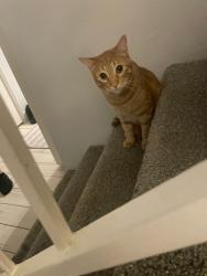 Lost Male Cat last seen University and extension, Mesa, AZ 85201
