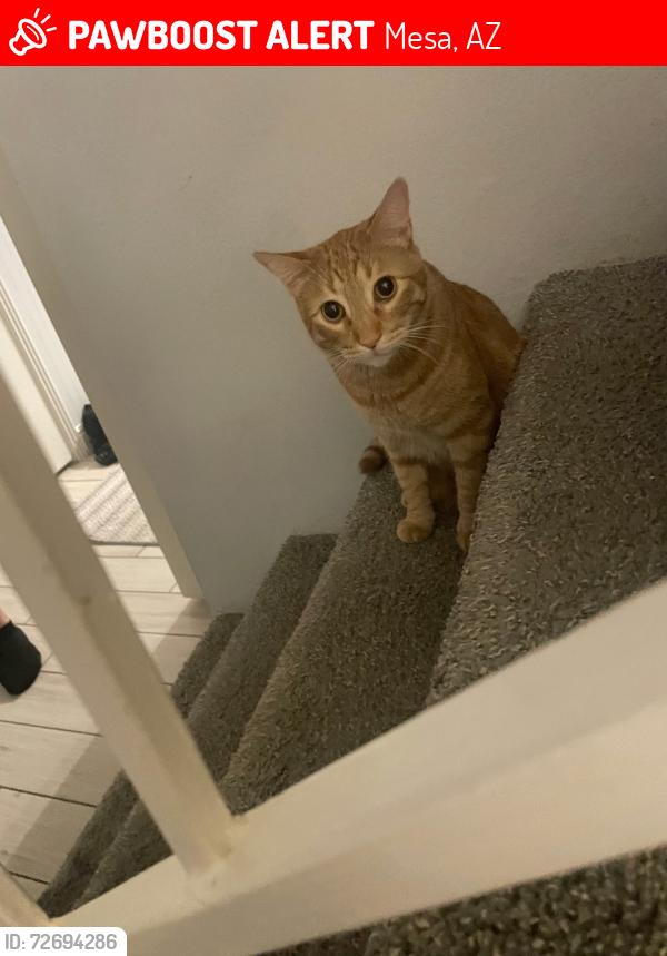 Lost Male Cat last seen University and extension, Mesa, AZ 85201